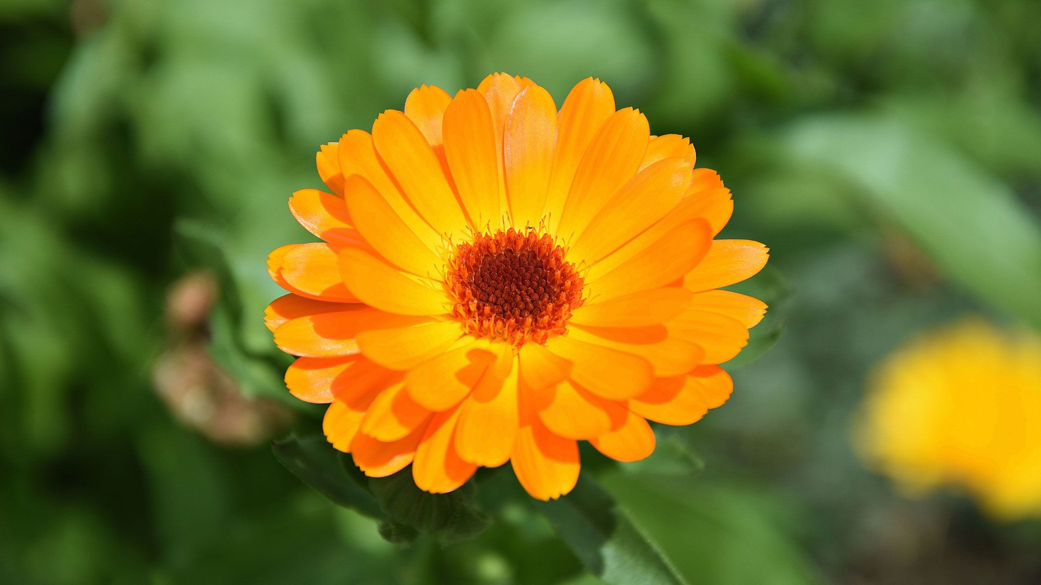 Oranžová žárovka bez modré složky Měsíček - Zdravé světlo - žárovka Měsíček